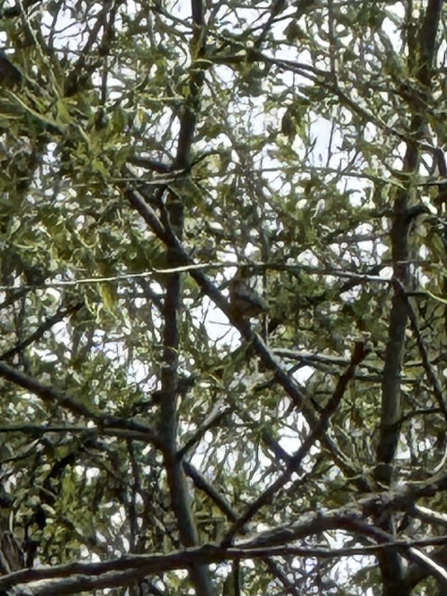 Bell's Vireo - ML657057181