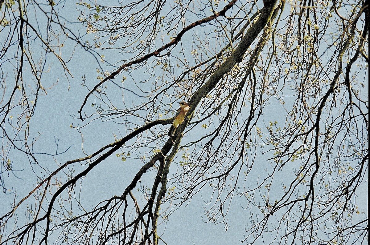 Eurasian Jay - ML657057307