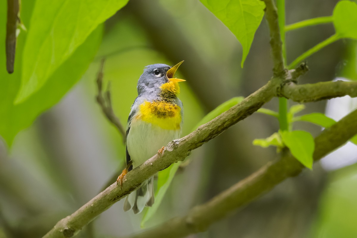 Northern Parula - ML657058145