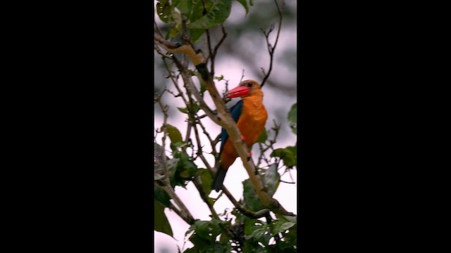 Stork-billed Kingfisher - ML657058753