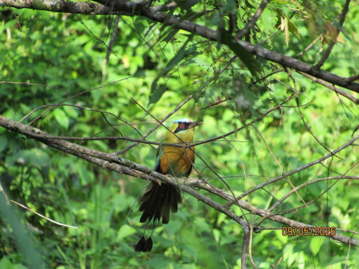 Kızılca Motmot - ML657059612
