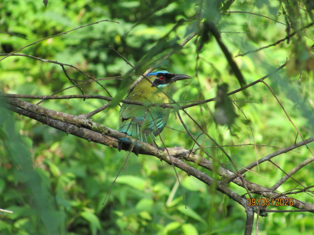 Kızılca Motmot - ML657059613