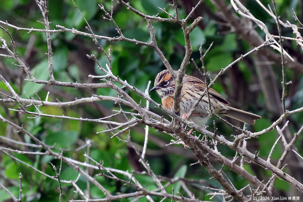 Rufous-breasted Accentor - ML657059859