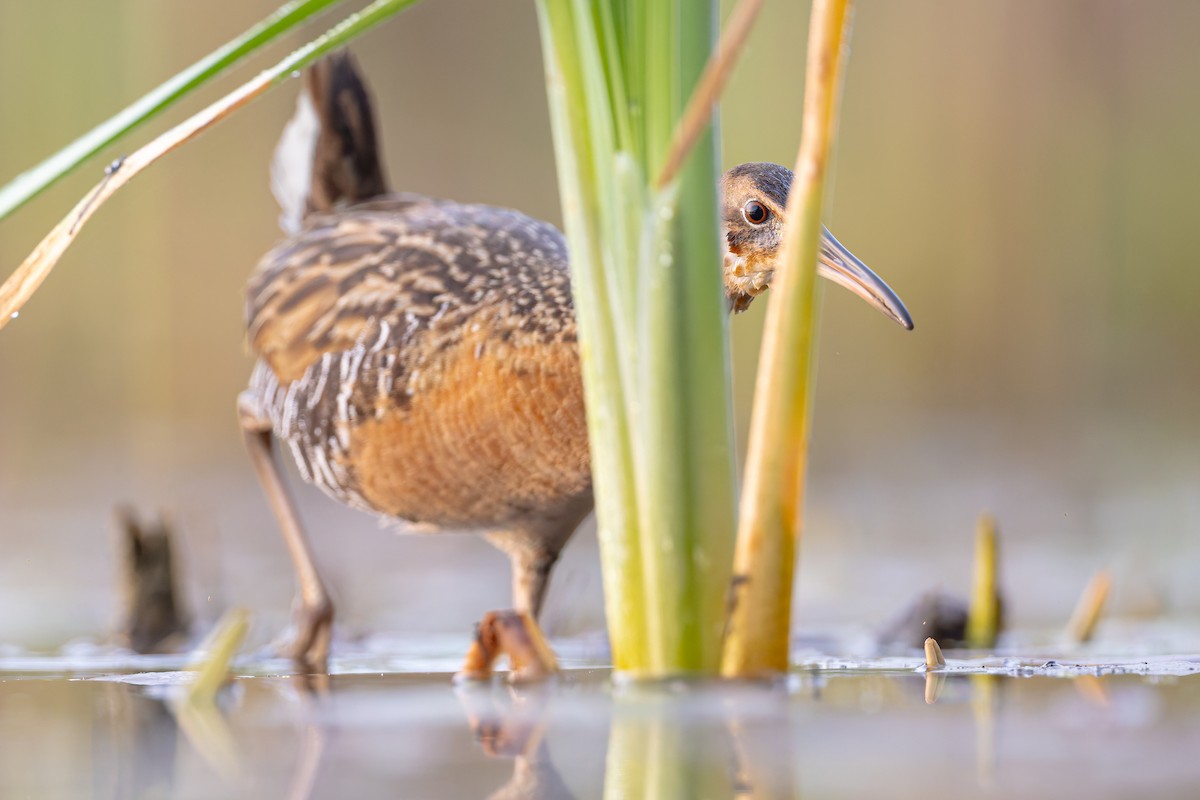 King Rail - ML657059948