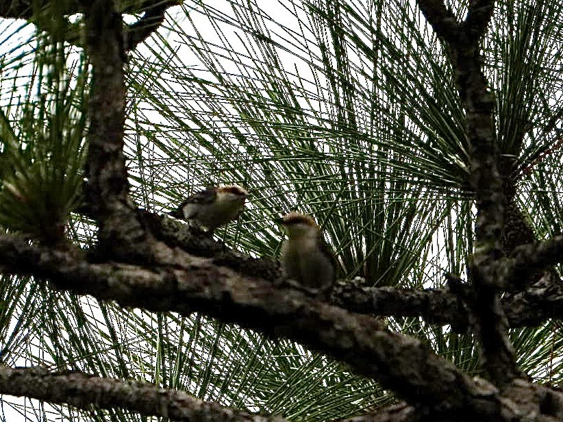 Brown-headed Nuthatch - ML657059971