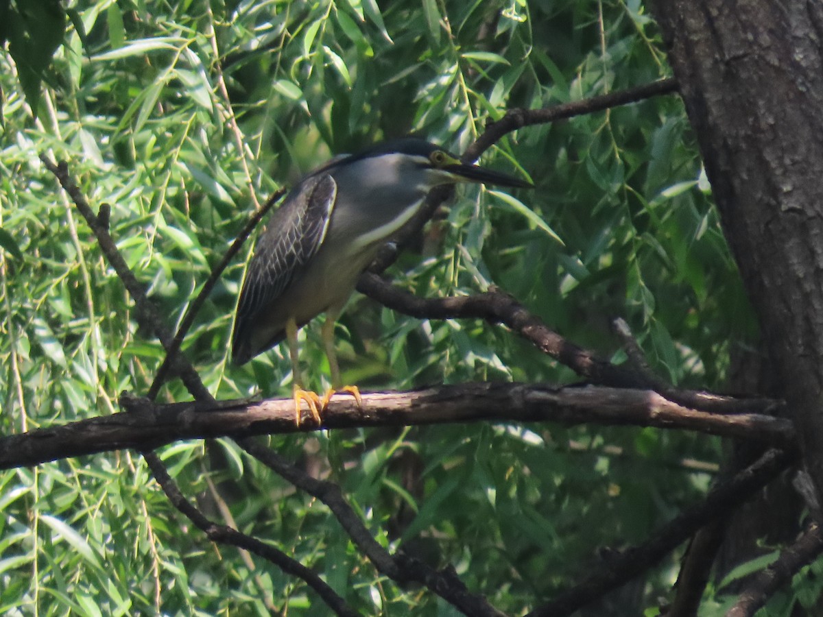 Little Heron - ML657060022