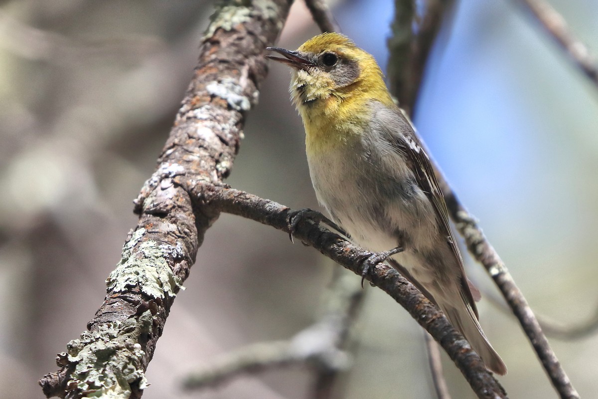 Olive Warbler - ML657060301