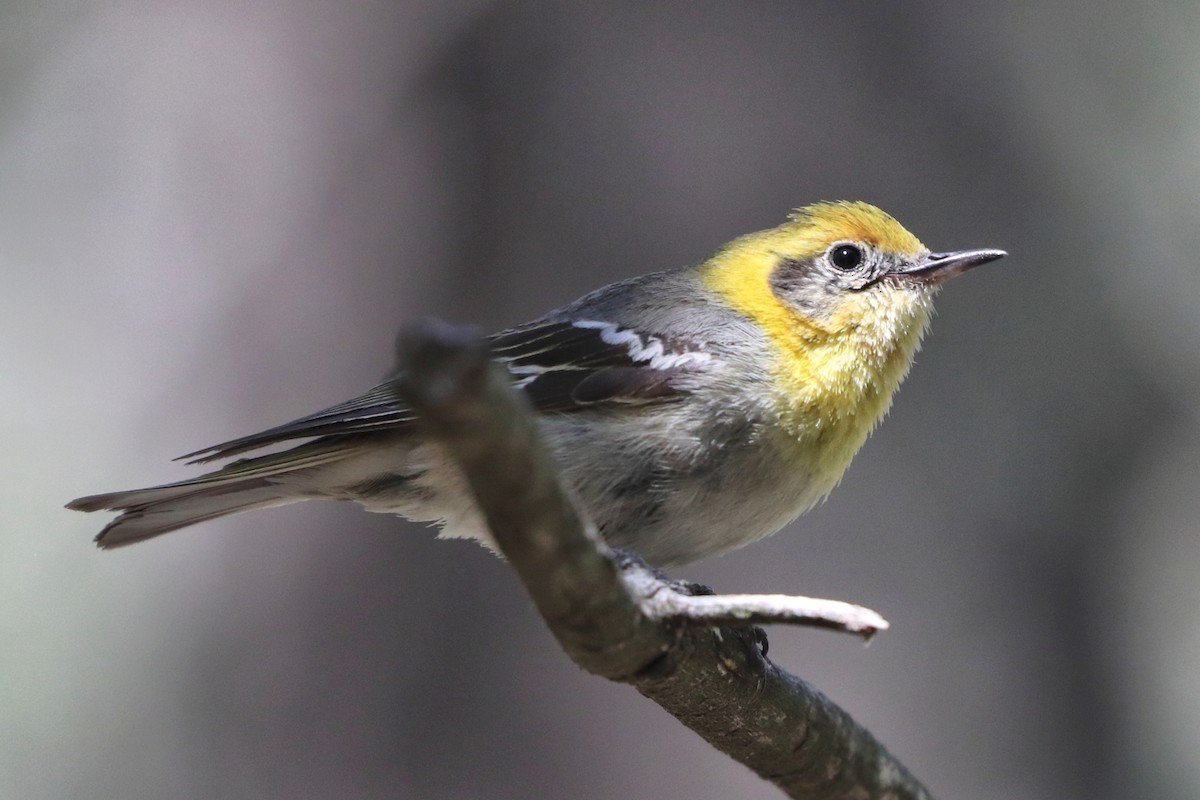 Olive Warbler - ML657060302