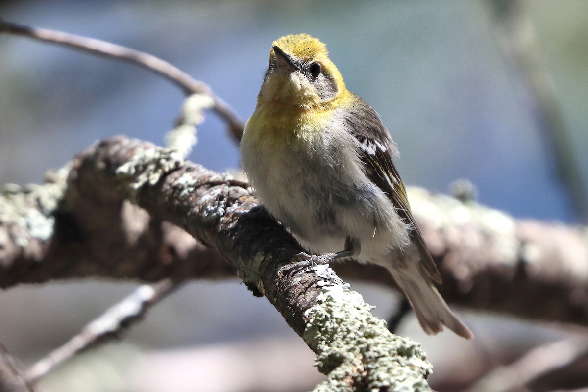 Olive Warbler - ML657060303