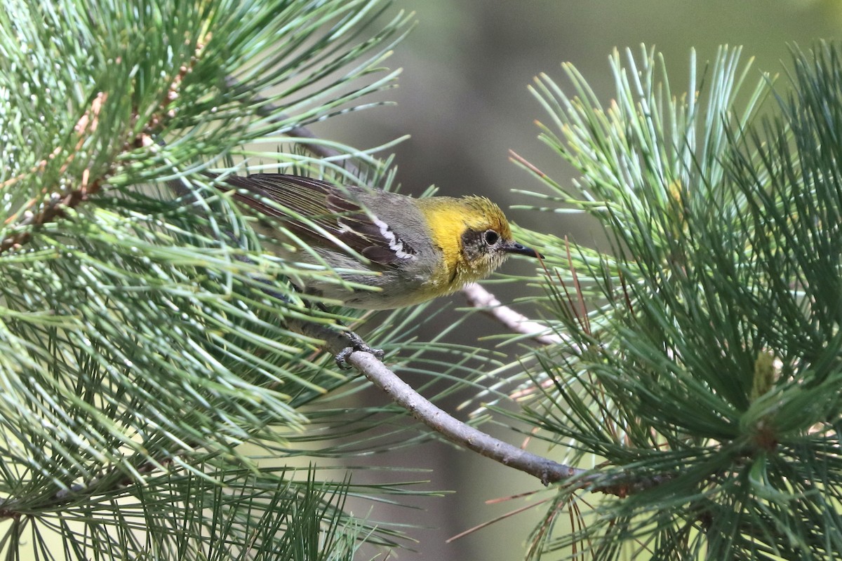 Olive Warbler - ML657060304