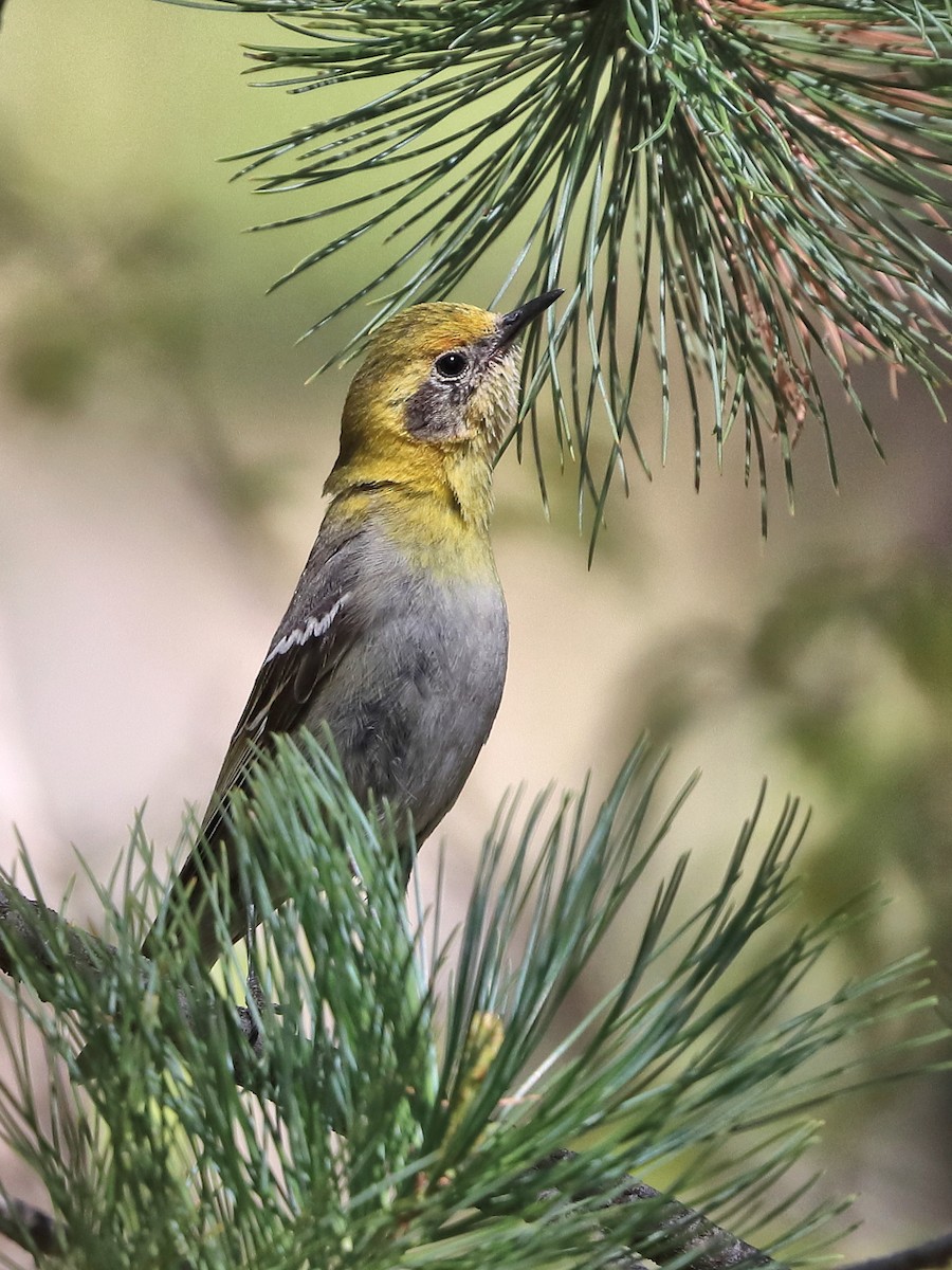 Olive Warbler - ML657060305