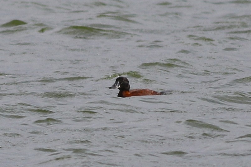 Maccoa Duck - ML657060411