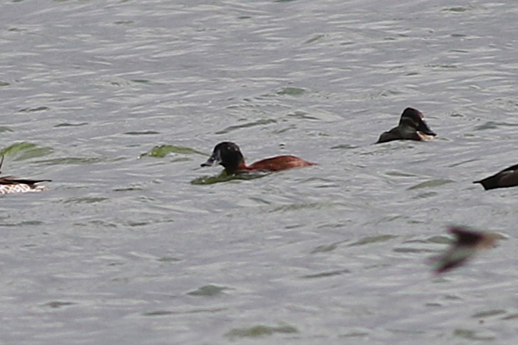 Maccoa Duck - ML657060429