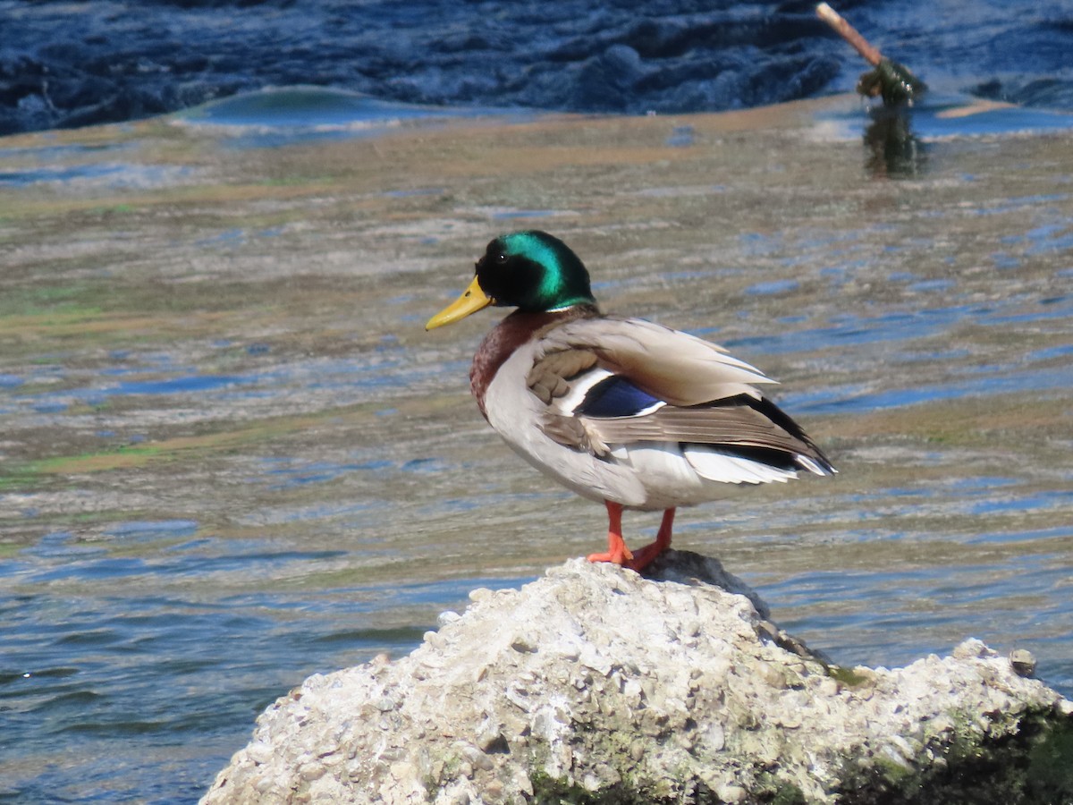 Stockente - ML657060432