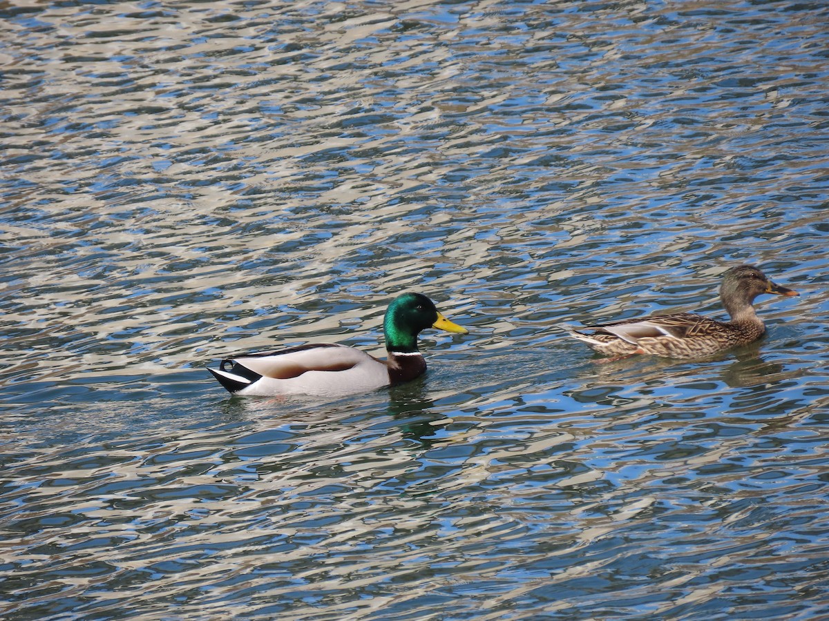 Stockente - ML657060433