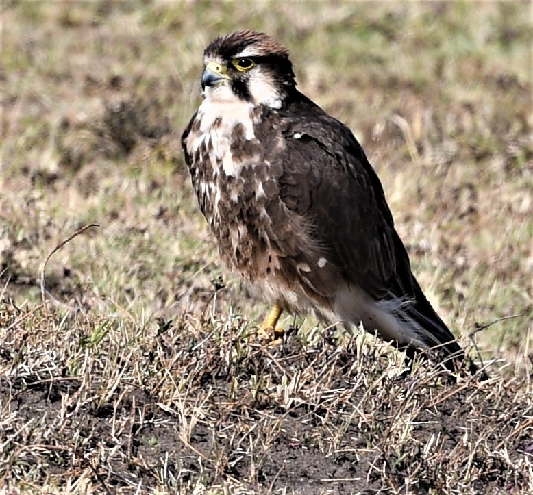 Lanner Falcon - ML657060473