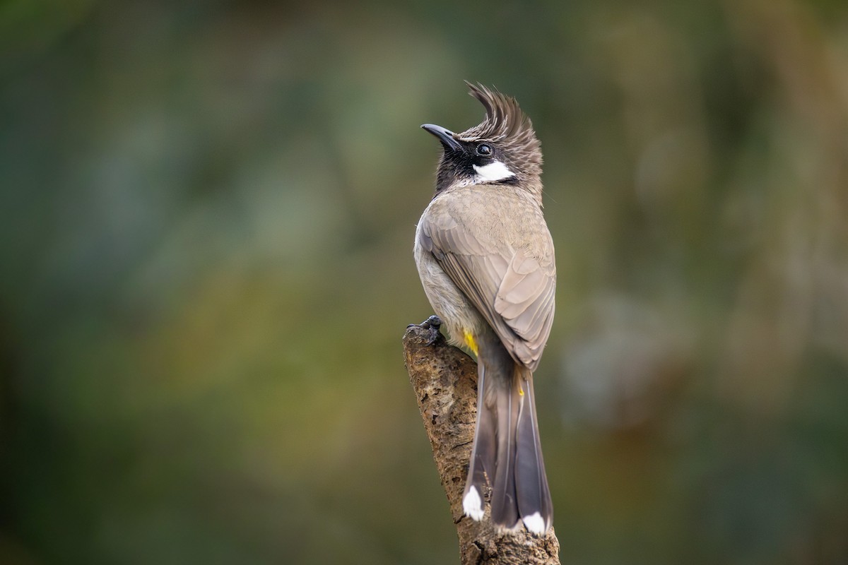 Bulbul Cariblanco - ML657060579