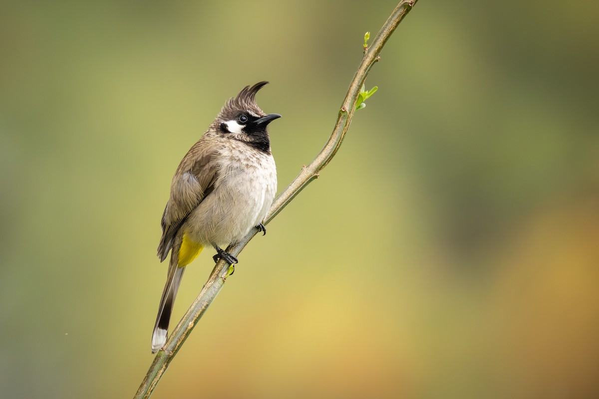 Bulbul Cariblanco - ML657060691