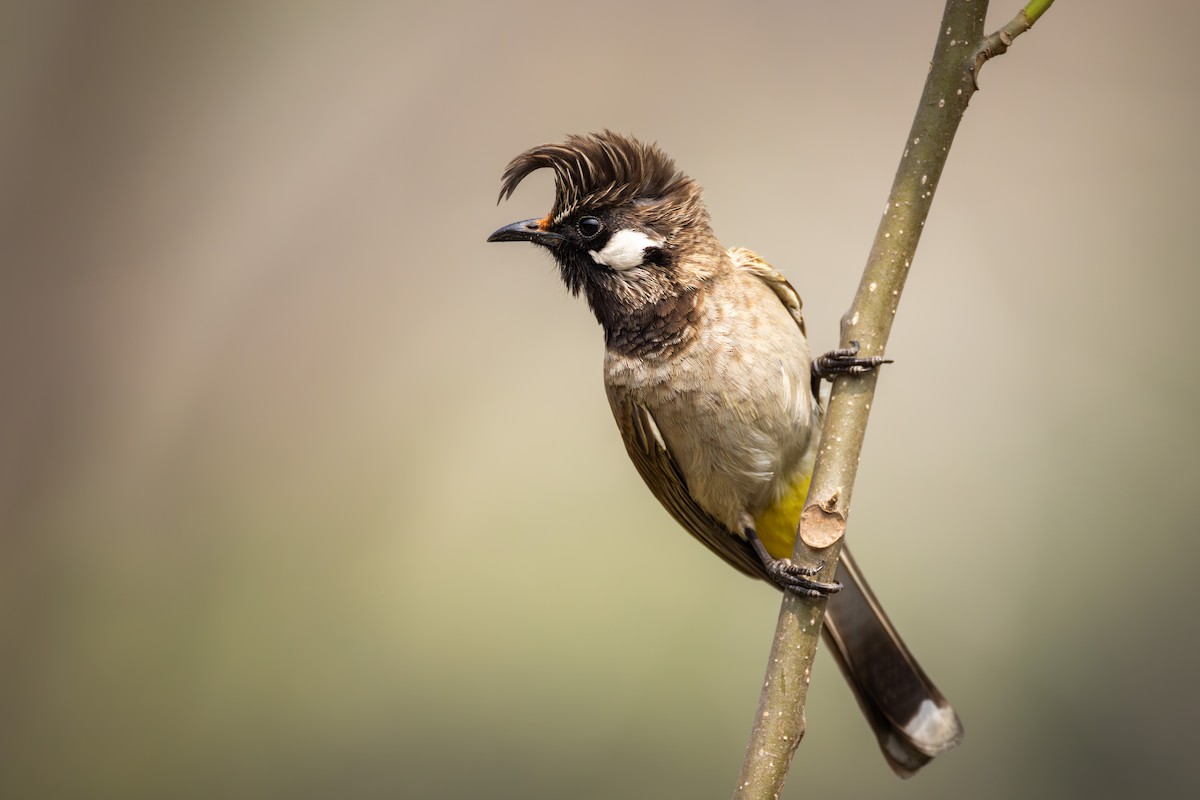 Bulbul Cariblanco - ML657060718