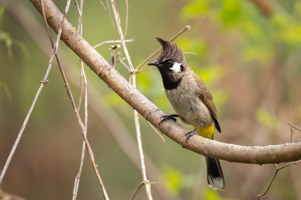 Bulbul Cariblanco - ML657060765