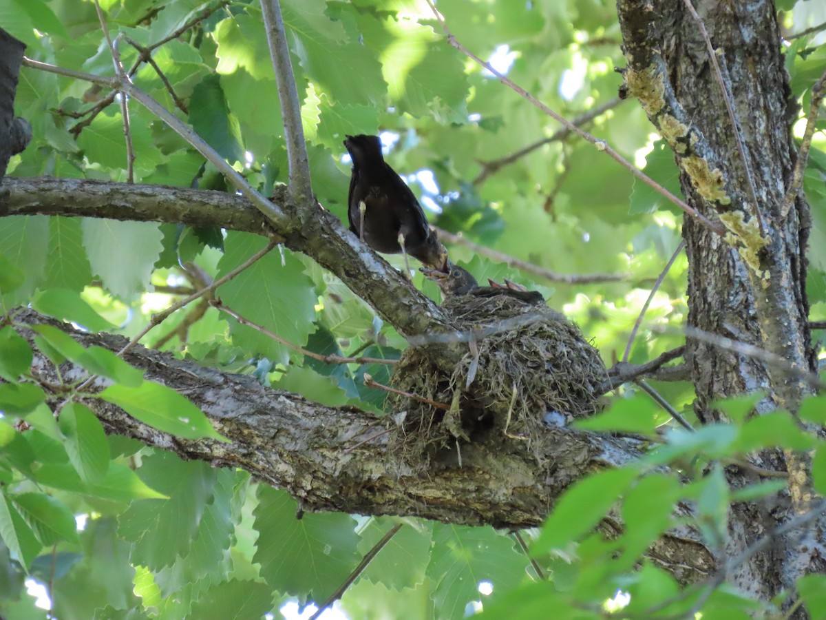 Mandarinamsel - ML657060783