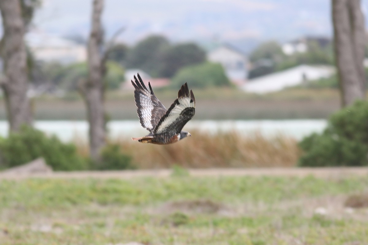 Jackal Buzzard - ML657060846
