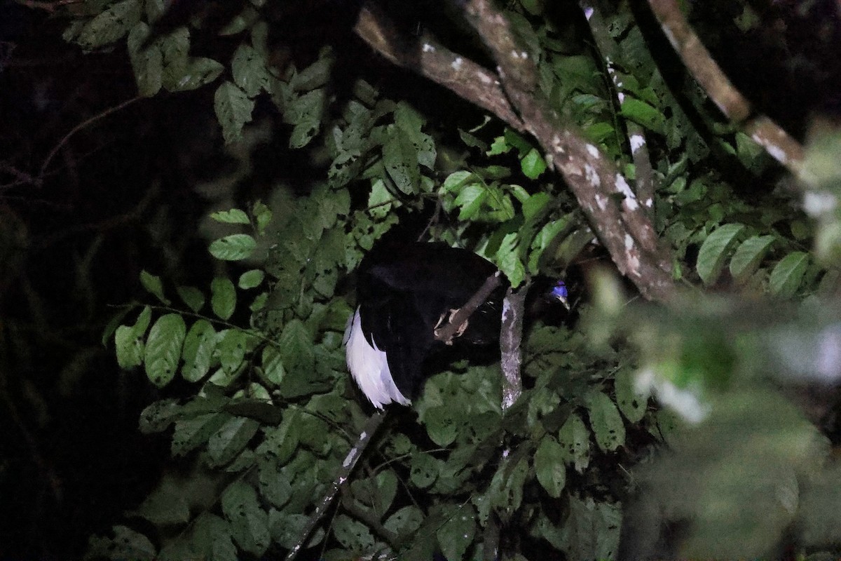 Malayan Crested Fireback - ML657062973