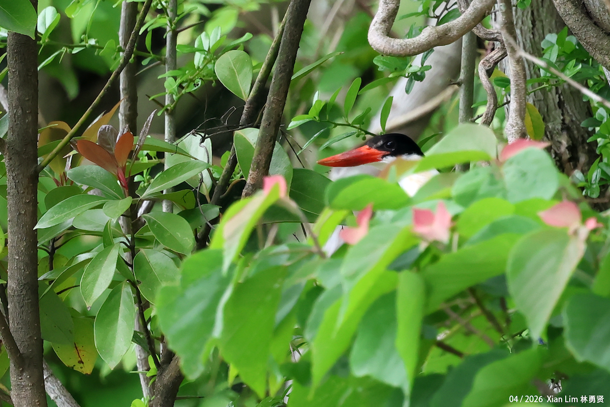 Black-capped Kingfisher - ML657063201