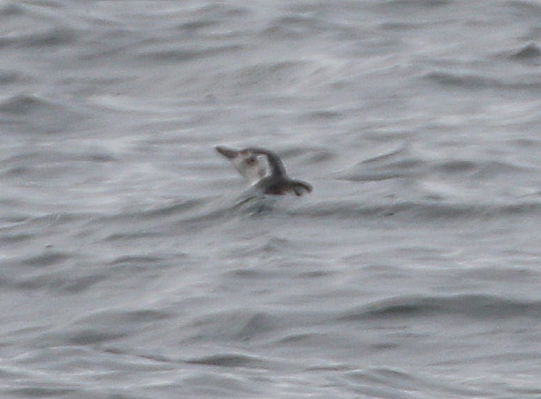Magellanic Penguin - ML657063316