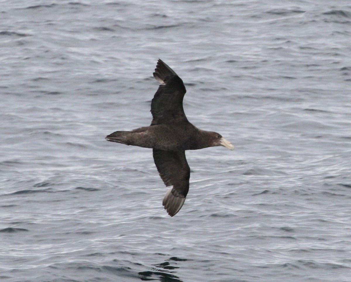 Southern Giant-Petrel - ML657063509