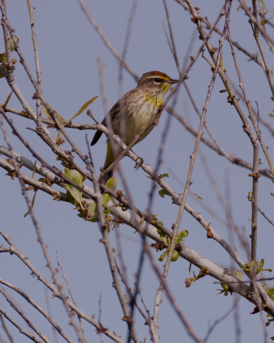 Paruline à couronne rousse - ML657063735