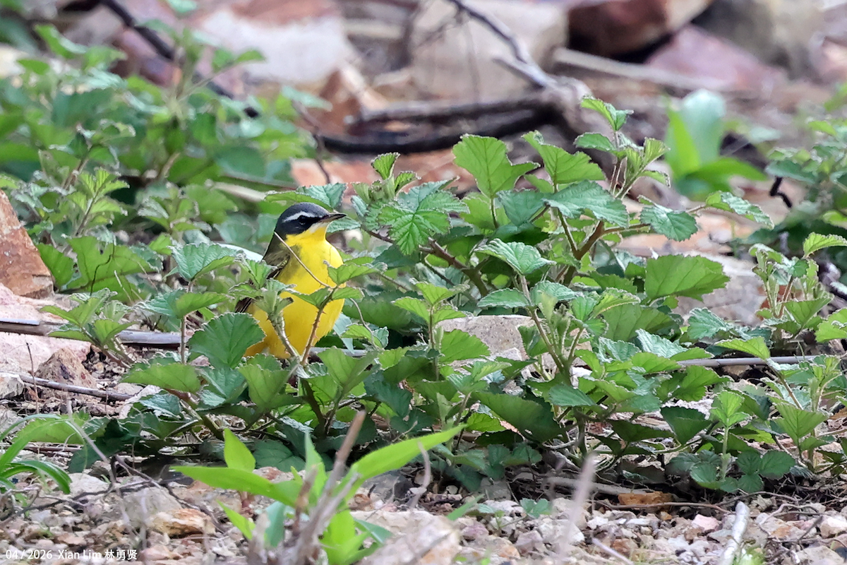 Eastern Yellow Wagtail - ML657064088