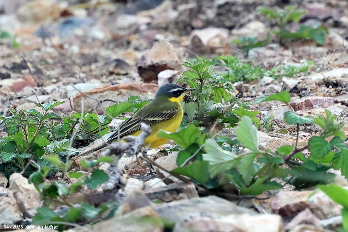 Eastern Yellow Wagtail - ML657064089