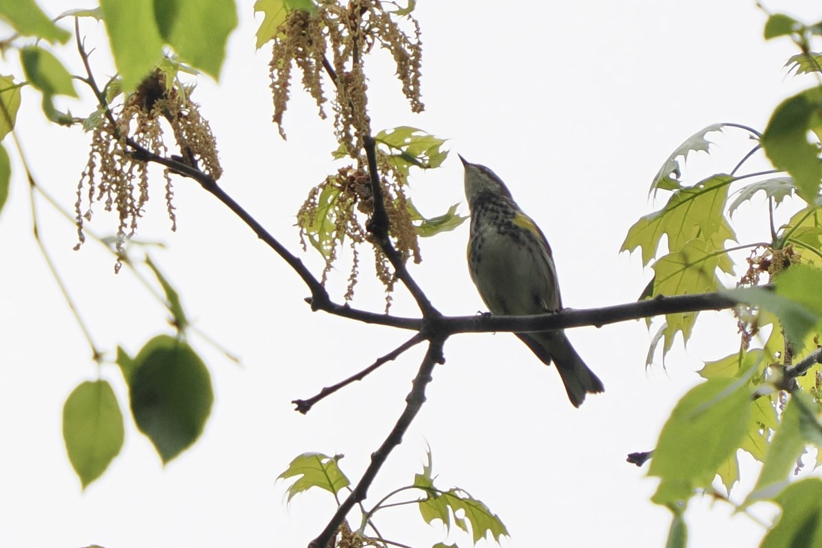 Taçlı Ötleğen (coronata) - ML657064623