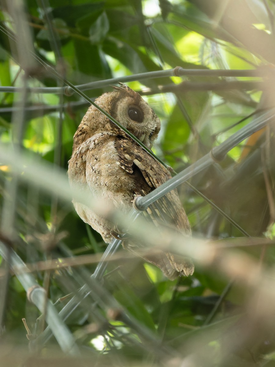 Collared Scops-Owl - ML657064633
