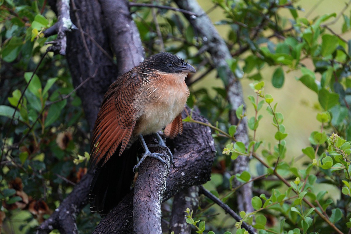 Burchell's Coucal - ML657065395