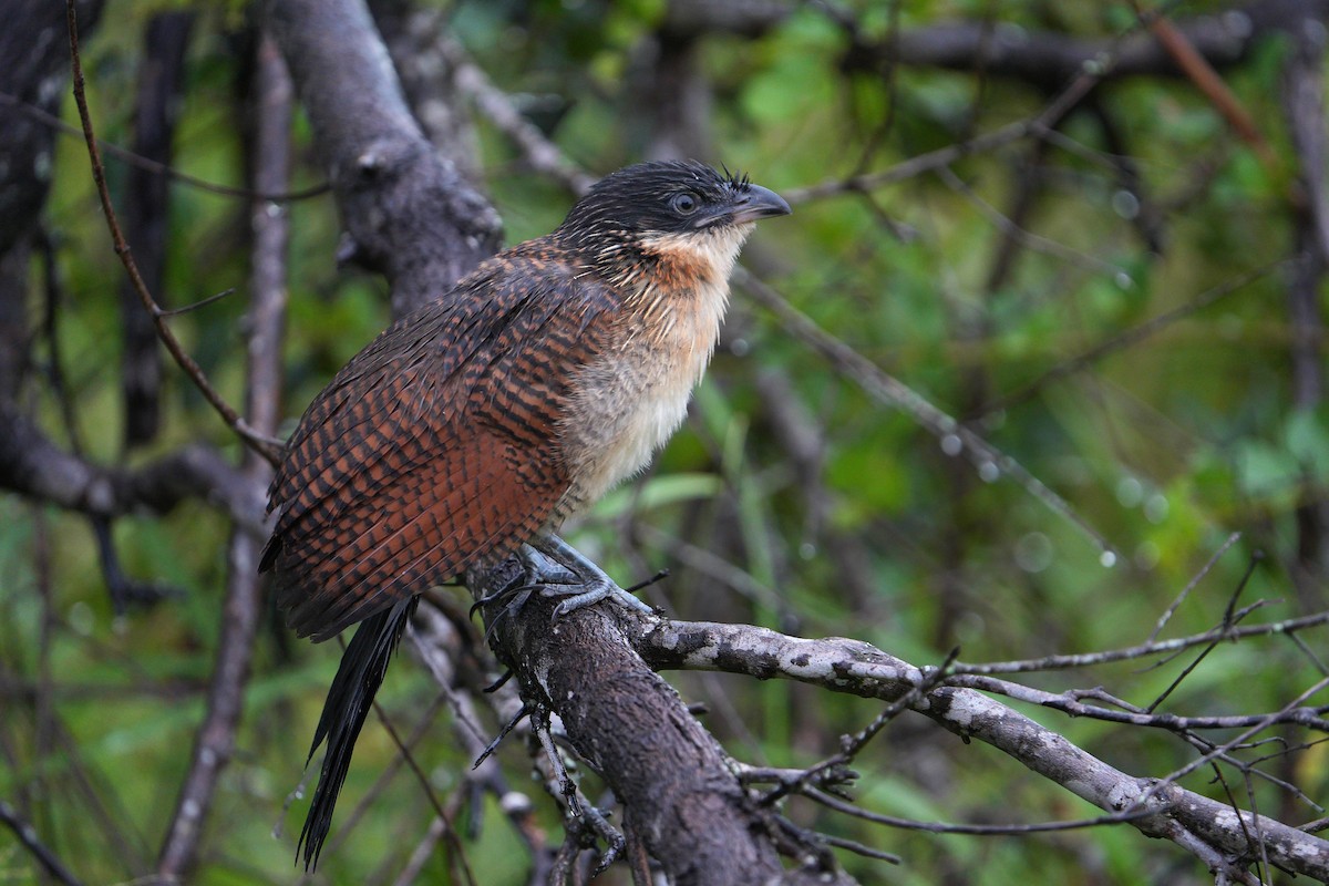 Burchell's Coucal - ML657065396