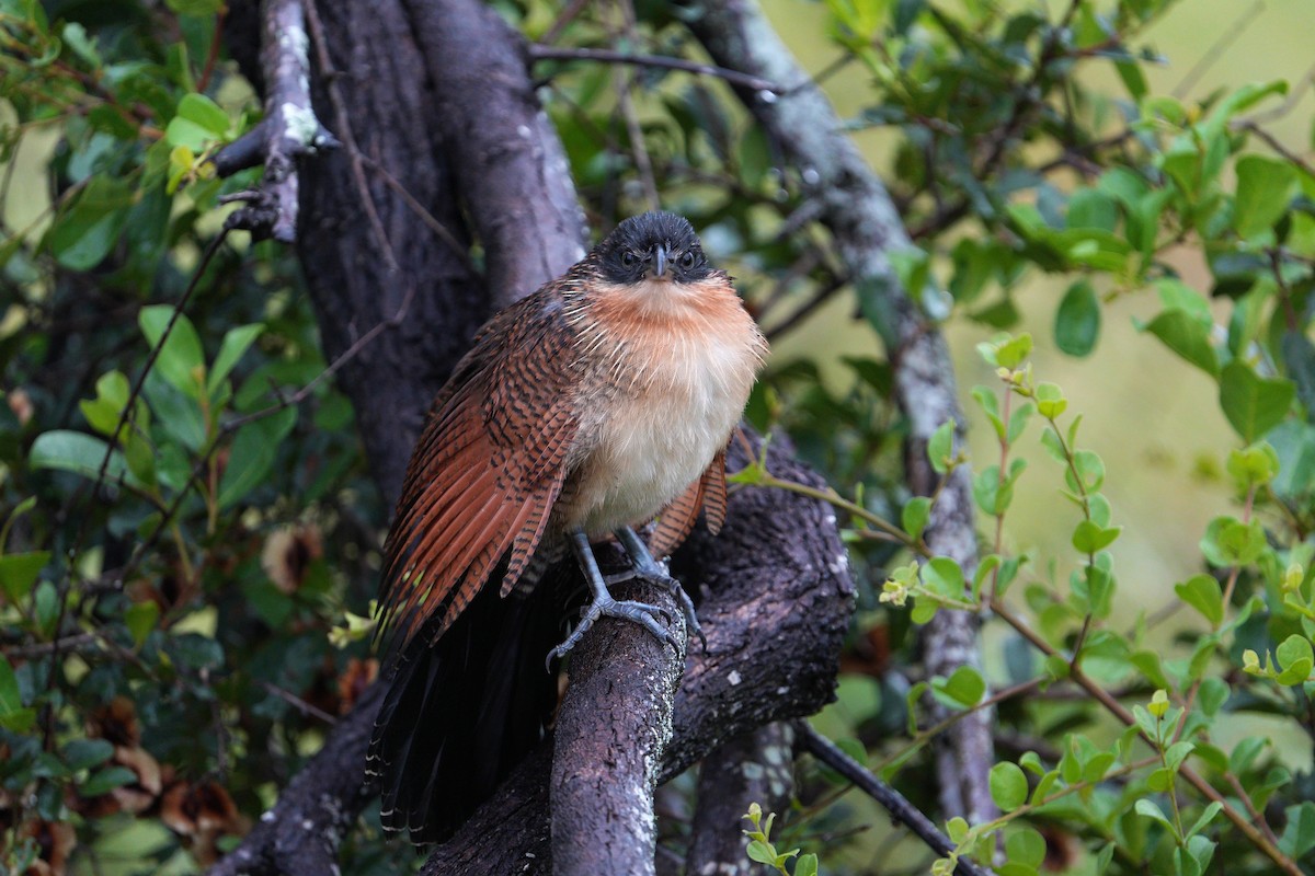 Burchell's Coucal - ML657065397