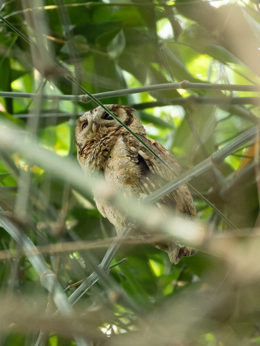 Collared Scops-Owl - ML657066091
