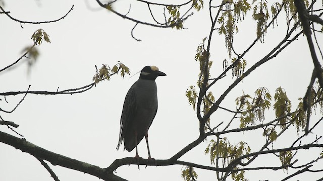 Крабовая кваква - ML657066141