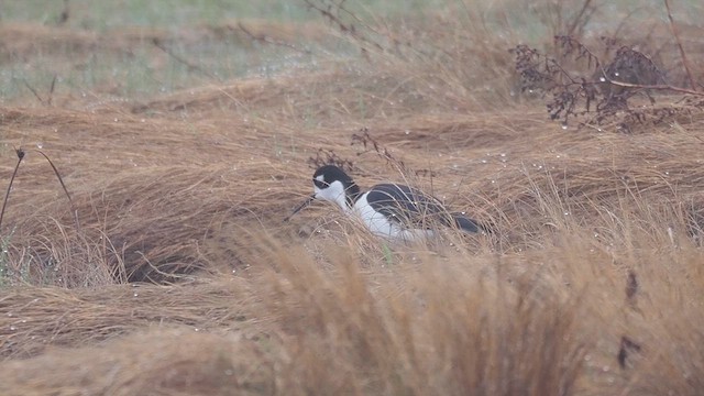 Black-necked Stilt - ML657066848