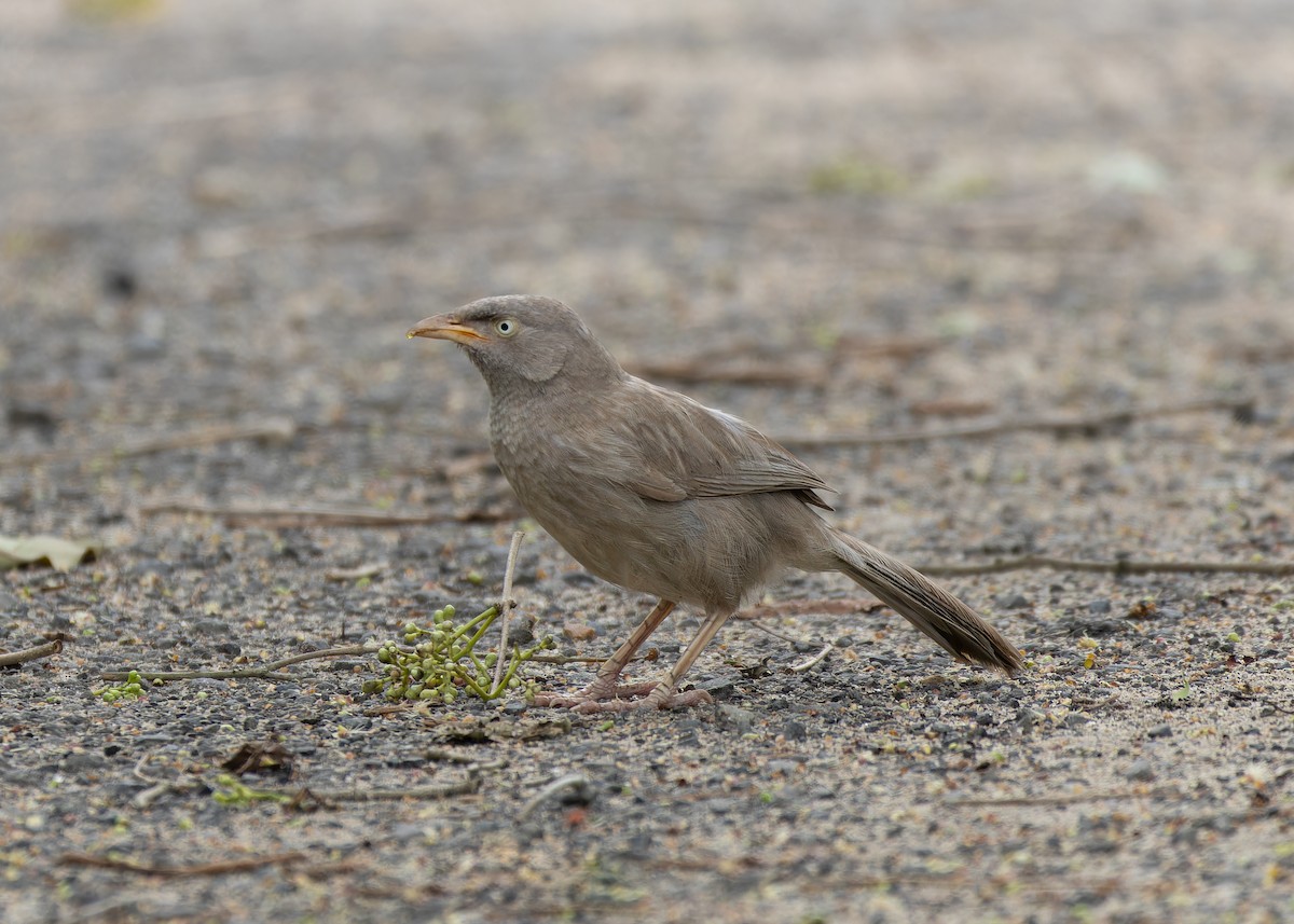 Jungle Babbler - ML657066932