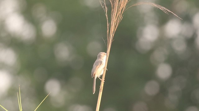 Plain Prinia - ML657066998