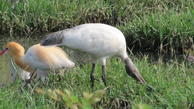 Black-headed Ibis - ML657067476