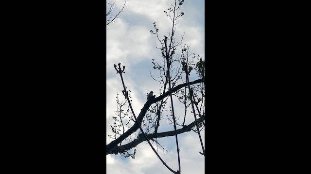 Red-headed Woodpecker - ML657067552