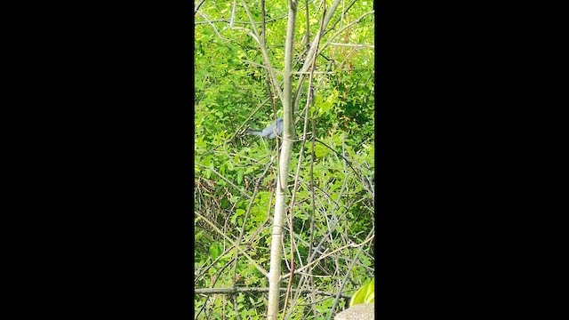 Blue-gray Gnatcatcher - ML657067589