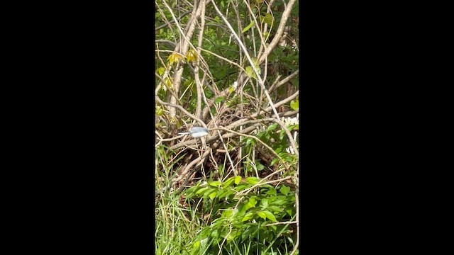 Blue-gray Gnatcatcher - ML657067590