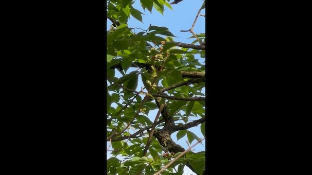 Black-and-white Warbler - ML657067634