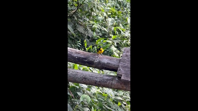 Thick-billed Euphonia - ML657067686