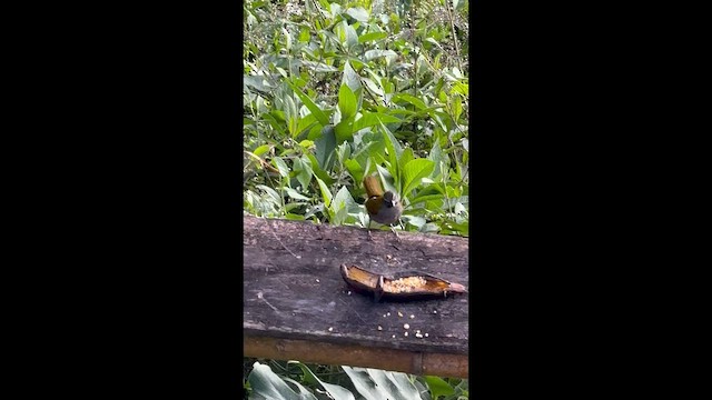 Buff-throated Saltator - ML657067703